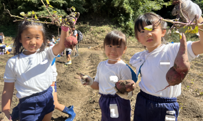 秋のおいもほり（聖和学院幼稚園・聖和学院第二幼稚園）