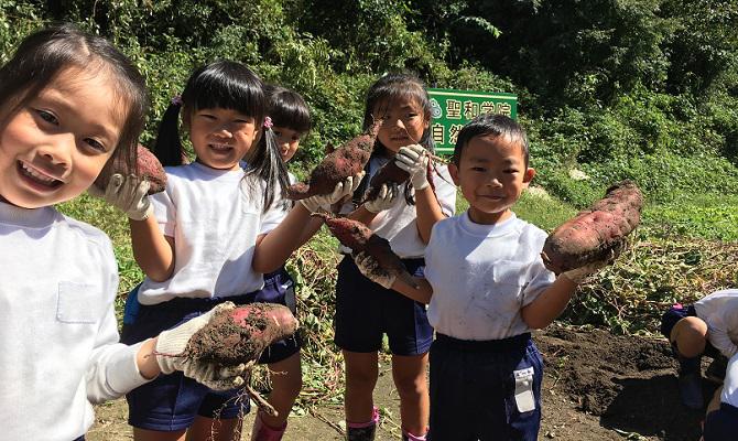 おいもほり（聖和学院幼稚園・聖和学院第二幼稚園）