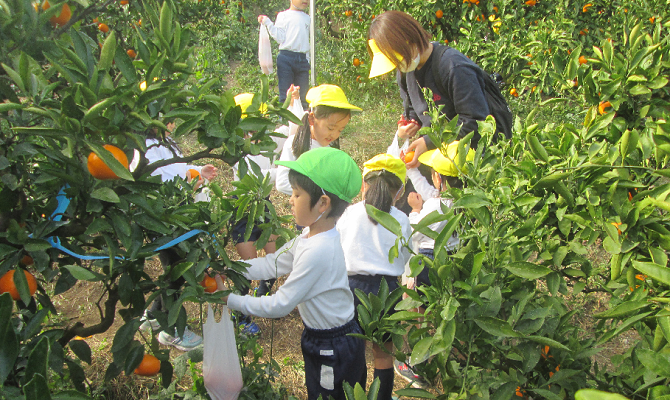 みかん狩り遠足（聖和学院第二幼稚園）