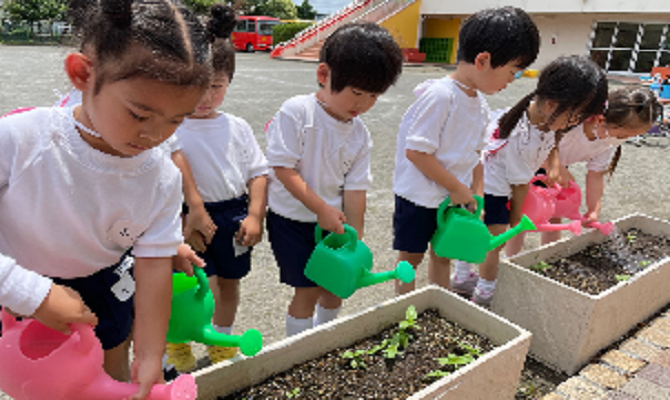 ヒマワリ栽培日記（聖和学院第二幼稚園）