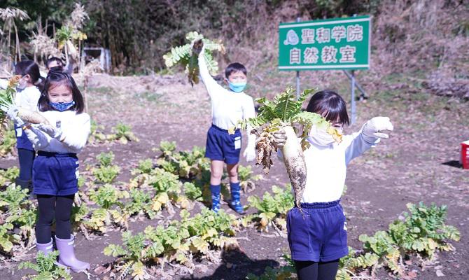 ダイコン収穫（聖和学院幼稚園・聖和学院第二幼稚園）