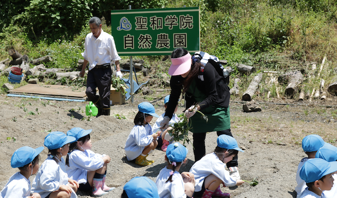 聖和学院自然農園でサツマイモの苗を植えました