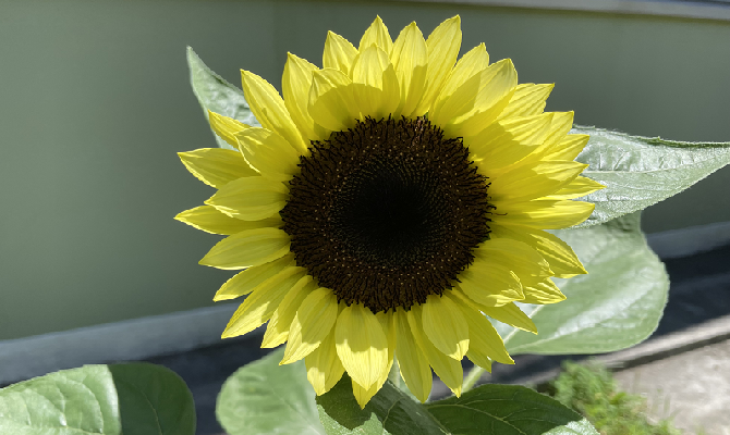 ヒマワリの成長ダイアリー（花が咲きました）