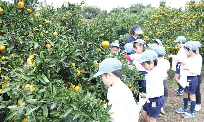 みかん狩り遠足に行きました（聖和学院幼稚園）