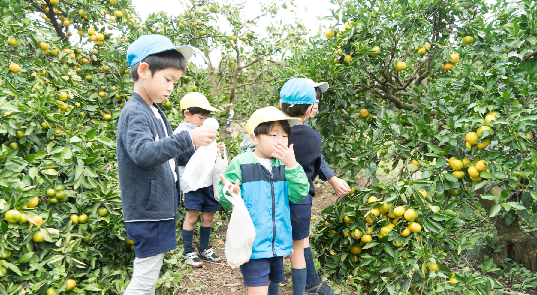 みかん狩り遠足 (聖和学院幼稚園)