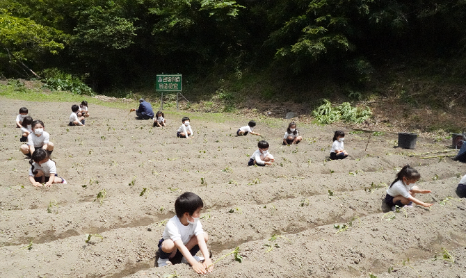 サツマイモ苗植え（聖和学院幼稚園・聖和学院第二幼稚園）