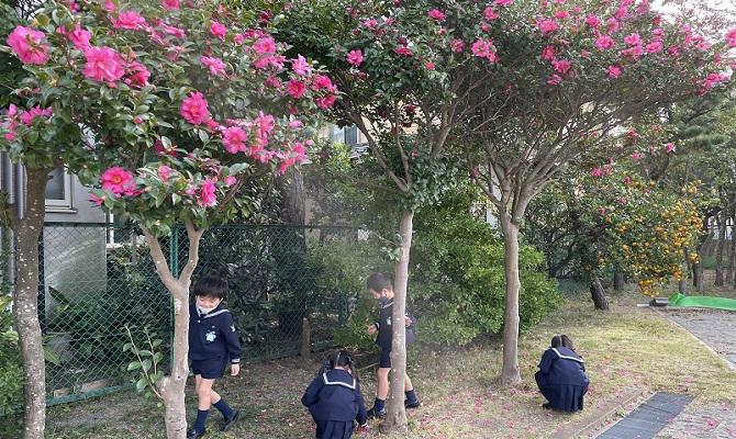 園庭にサザンカのきれいな花が咲きました（聖和学院第二幼稚園）