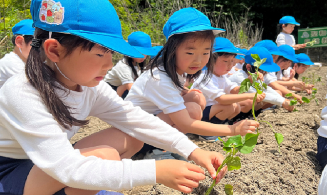 サツマイモ苗植え（聖和学院幼稚園・聖和学院第二幼稚園）