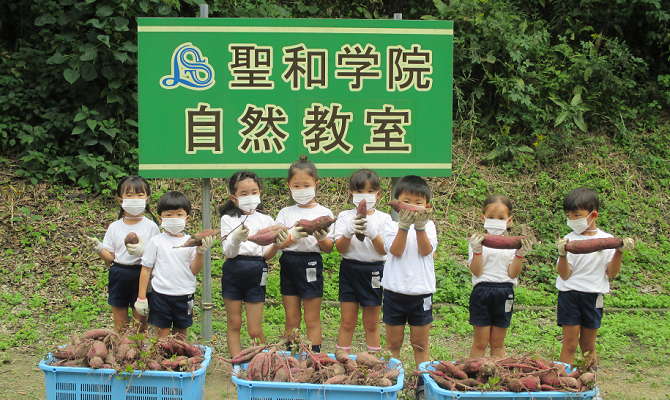 おいもほり（聖和学院幼稚園・聖和学院第二幼稚園）