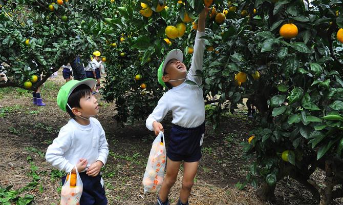 みかん狩り遠足 (聖和学院幼稚園・聖和学院第二幼稚園)